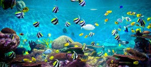 rameswaram tourism festivals