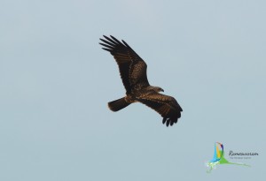 Birds Sanctuaries rameswaram