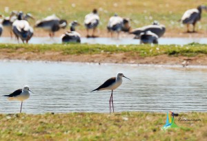 Birds Sanctuaries rameswaram sightseeing