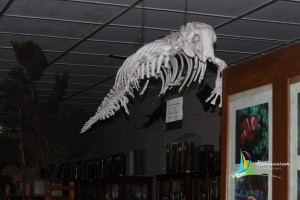 Mandapam Museum