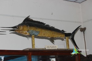 Mandapam aquarium