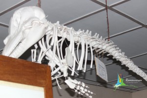 Museum in Mandapam