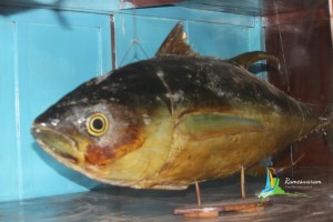 Museum rameshwaram
