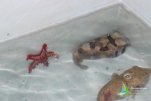 Sea World Aquarium rameswaram