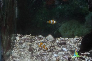 aquarium cmfri rameshwaram india