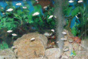 aquarium cmfri rameshwaram sightseeing