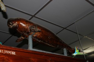 central marine fisheries research institute museum mandapam