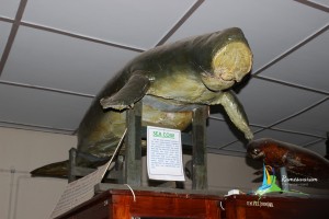 central marine fisheries research institute museum tutocorin