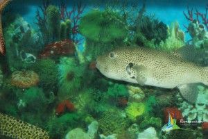 central marine fisheries research institute tutocorin india