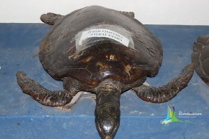 cmfri museum aquarium marine rameshwaram