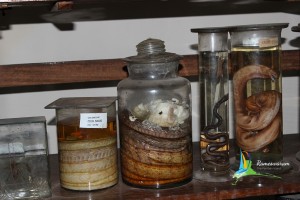 cmfri museum aquarium rameshwaram