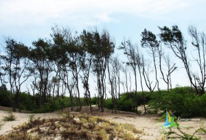 dhanushkodi pictures
