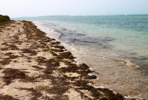 kurusadai island