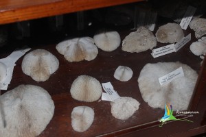 museum aquarium central marine fisheries research institute tutocorin