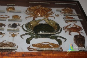 museum aquarium cmfri rameshwaram india