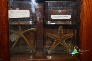 museum aquarium cmfri rameswaram india