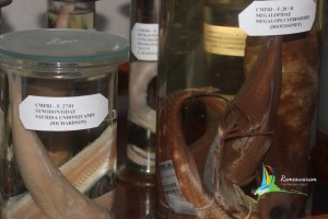 museum at mandapam