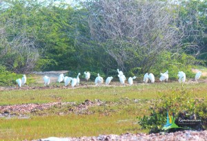 rameshwaram birds Sanctuaries