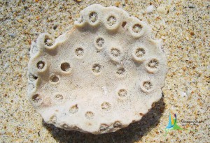 rameshwaram dhanushkodi scenaries