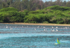 rameswaram Birds Sanctuaries