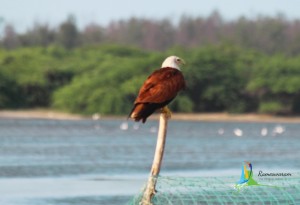 rameswaram Birds Sanctuaries sightseeing
