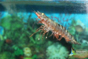 rameswaram aquarium location