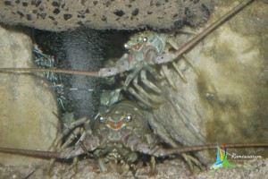 rameswaram aquarium sightseeing places