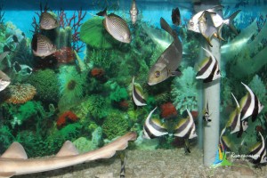 rameswaram aquarium sightseeing places tamilnadu