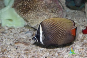 rameswaram attraction