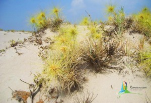 rameswaram dhanushkodi sightseeing