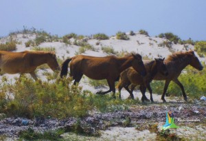 rameswaram dhanushkodi sightseeing places