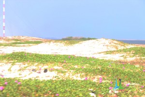 rameswaram dhanuskodi gulf of mannar marine national park