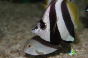 rameswaram sea aquarium
