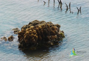 rameswaram sea corals reed