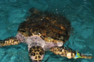 sea aquarium in rameshwaram