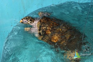 sea aquarium in tamilnadu