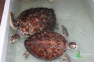 sea aquarium rameswaram