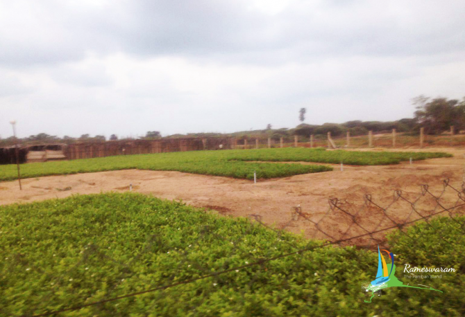 thangachimadam jasmine