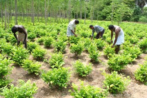 thangachimadam Village - Rameswaram