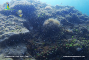scuba diving in rameswaram india